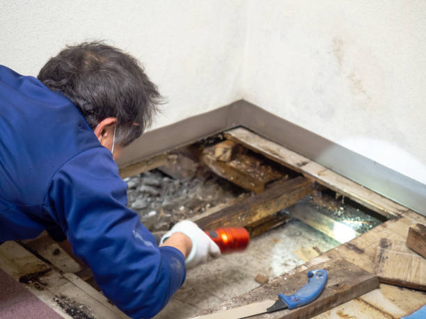 Best Same-Day Mold Removal  in Lisle, IL