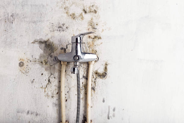Best Residential Mold Removal  in Lisle, IL