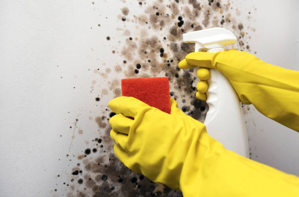 Best Mold Remediation  in Lisle, IL