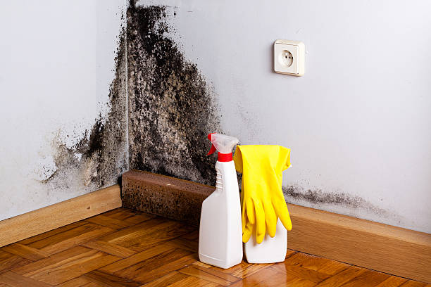 Best Fast Mold Removal  in Lisle, IL