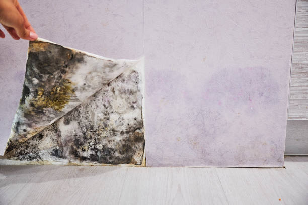 Lisle, IL Mold Removal Company